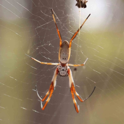 Trichonephila edulis (Golden orb weaver) at ANBG South Annex - 11 Mar 2024 by ConBoekel