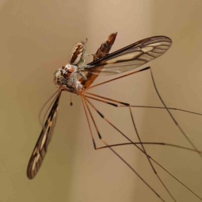 Opisthoncus abnormis (Long-legged Jumper) at Acton, ACT - 10 Mar 2024 by ConBoekel