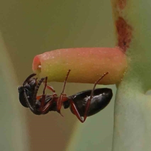 Dolichoderus scabridus at ANBG South Annex - 11 Mar 2024