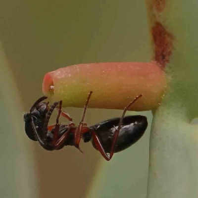 Dolichoderus scabridus (Dolly ant) at ANBG South Annex - 11 Mar 2024 by ConBoekel