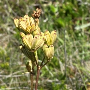 Aciphylla simplicifolia at Kosciuszko National Park - 29 Jan 2024