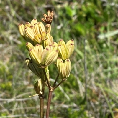 Aciphylla simplicifolia (Mountain Aciphyll) at Long Plain, NSW - 29 Jan 2024 by Tapirlord