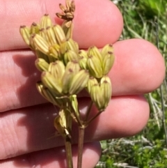 Aciphylla simplicifolia at Kosciuszko National Park - 29 Jan 2024