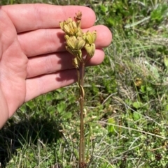 Aciphylla simplicifolia at Kosciuszko National Park - 29 Jan 2024
