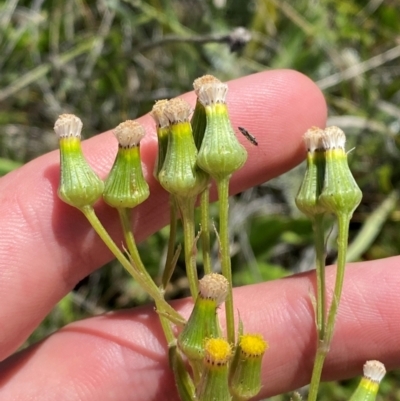 Senecio nigrapicus (Black-Tip Fireweed) at Long Plain, NSW - 29 Jan 2024 by Tapirlord