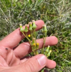 Senecio nigrapicus at Kosciuszko National Park - 29 Jan 2024 01:50 PM