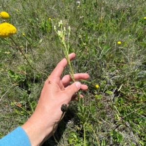 Senecio nigrapicus at Kosciuszko National Park - 29 Jan 2024