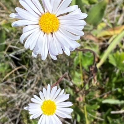 Brachyscome aculeata (Hill Daisy) at Kosciuszko National Park - 29 Jan 2024 by Tapirlord