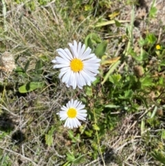 Brachyscome aculeata at Kosciuszko National Park - 29 Jan 2024