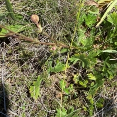 Brachyscome aculeata at Kosciuszko National Park - 29 Jan 2024 01:50 PM