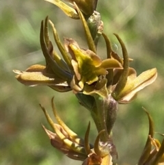 Paraprasophyllum canaliculatum at Kosciuszko National Park - 29 Jan 2024 by Tapirlord