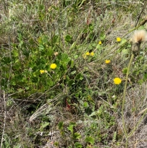 Leptorhynchos squamatus subsp. alpinus at Kosciuszko National Park - 29 Jan 2024