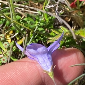 Wahlenbergia planiflora subsp. planiflora at Kosciuszko National Park - 29 Jan 2024