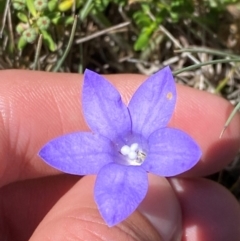 Wahlenbergia planiflora subsp. planiflora at Kosciuszko National Park - 29 Jan 2024