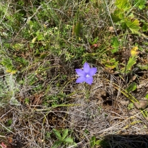 Wahlenbergia planiflora subsp. planiflora at Kosciuszko National Park - 29 Jan 2024