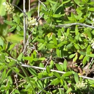 Poranthera oreophila at Kosciuszko National Park - 29 Jan 2024
