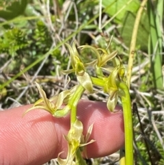 Prasophyllum sphacelatum (Large Alpine Leek-orchid) at Kosciuszko National Park - 29 Jan 2024 by Tapirlord