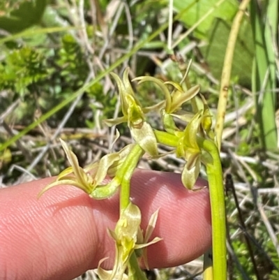 Prasophyllum sphacelatum (Large Alpine Leek-orchid) at Kosciuszko National Park - 29 Jan 2024 by Tapirlord