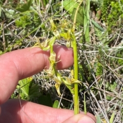 Paraprasophyllum sphacelatum at Kosciuszko National Park - suppressed