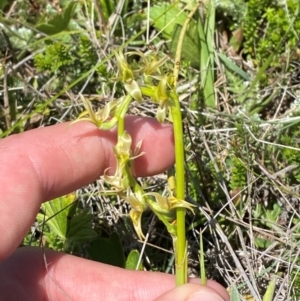 Paraprasophyllum sphacelatum at Kosciuszko National Park - suppressed