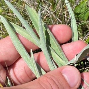 Craspedia adenophora at Kosciuszko National Park - 29 Jan 2024