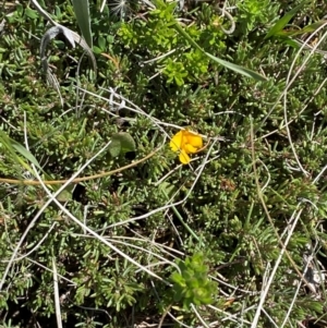 Pultenaea fasciculata at Kosciuszko National Park - 29 Jan 2024