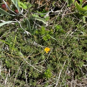 Pultenaea fasciculata at Kosciuszko National Park - 29 Jan 2024