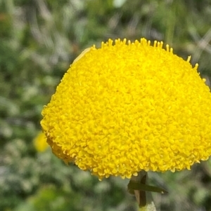 Craspedia aurantia var. jamesii at Kosciuszko National Park - suppressed