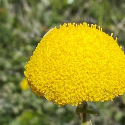 Craspedia aurantia var. jamesii (Large Alpine Buttons) at Long Plain, NSW - 29 Jan 2024 by Tapirlord