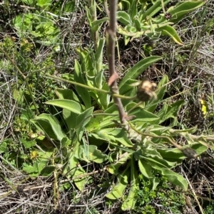 Craspedia aurantia var. jamesii at Kosciuszko National Park - suppressed