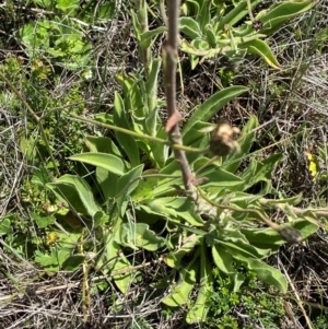 Craspedia aurantia var. jamesii at Kosciuszko National Park - 29 Jan 2024