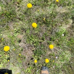 Craspedia aurantia var. jamesii at Kosciuszko National Park - suppressed