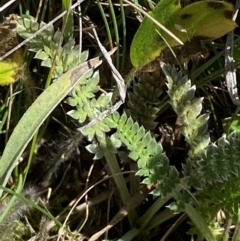 Oreomyrrhis argentea (Silver Carraway) at Long Plain, NSW - 29 Jan 2024 by Tapirlord