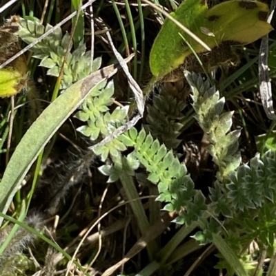 Oreomyrrhis argentea (Silver Carraway) at Long Plain, NSW - 29 Jan 2024 by Tapirlord