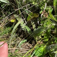 Oreomyrrhis argentea at Kosciuszko National Park - 29 Jan 2024