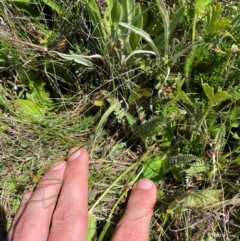 Oreomyrrhis argentea at Kosciuszko National Park - 29 Jan 2024