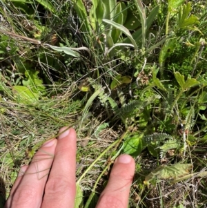 Oreomyrrhis argentea at Kosciuszko National Park - 29 Jan 2024