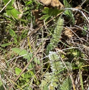 Oreomyrrhis argentea at Kosciuszko National Park - 29 Jan 2024