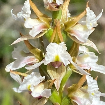 Paraprasophyllum alpestre (Mauve leek orchid) at Kosciuszko National Park - 29 Jan 2024 by Tapirlord