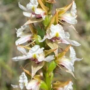 Paraprasophyllum alpestre at Kosciuszko National Park - suppressed