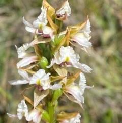 Paraprasophyllum alpestre at Kosciuszko National Park - suppressed