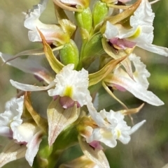 Paraprasophyllum alpestre at Kosciuszko National Park - suppressed