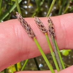 Eleocharis acuta (Common Spike-rush) at Kosciuszko National Park - 29 Jan 2024 by Tapirlord