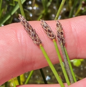 Eleocharis acuta at Kosciuszko National Park - 29 Jan 2024