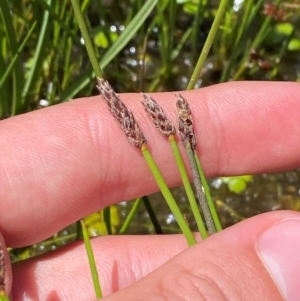 Eleocharis acuta at Kosciuszko National Park - 29 Jan 2024