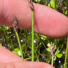 Eleocharis acuta at Kosciuszko National Park - 29 Jan 2024