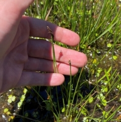 Eleocharis acuta at Kosciuszko National Park - 29 Jan 2024