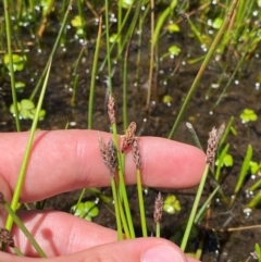 Eleocharis acuta at Kosciuszko National Park - 29 Jan 2024