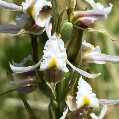 Paraprasophyllum candidum (Kiandra Leek Orchid) at Kosciuszko National Park - 29 Jan 2024 by Tapirlord