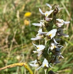 Paraprasophyllum candidum at Kosciuszko National Park - suppressed